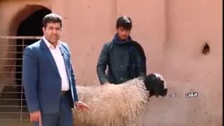 بهترین نژاد گوسفند ایران و جهان