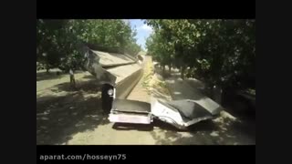 برداشت پسته در آمریکا