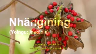 مستند قرص جادویی با زیرنویس فارسی