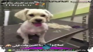 کلینیک دامپزشکی مرکه در تهران