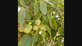 گردو ژنوتیب برتر-نهال گردو زودبارده-09159157465