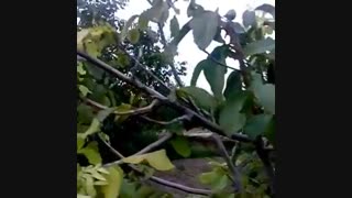 خرید درخت گردو- نهال گردو- نهالستان پارس