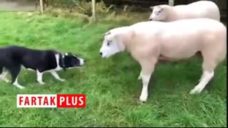 روش منحصر به فرد یک چوپان برای انتقال گوسفندان به داخل حصار!