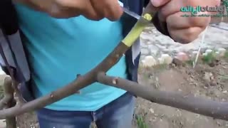 آموزش تکنیک ریشه هوایی برای ساخت بونسای میوه - air layering