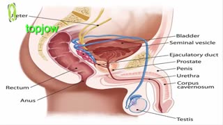 درمان زود انزالی و تعریف جامع درباره‌ی خورارضایی