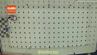 آموزش رانندگی به موش‌ها توسط محققان