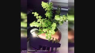 نحوه محاسبه صحیح مقدار نور و قیمت ال ای دی رشد گیاه