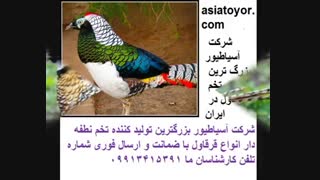 تخم قرقاول زینتی و اصیل نطفه دار