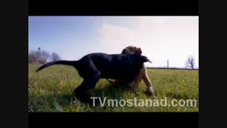 دانلود مجموعه مستند سگ‌ها و گربه‌های کوچولو با دوبله فارسی manoto