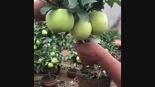 نهال تک شاخه - درخت زودبارده - نهالستان پارس