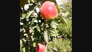 نهال گلابی- درخت گلابی- نهالستان پارس 09159157465