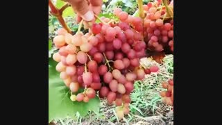 درخت انگور سیاه - نهال انگور سیاه- نهالفروشی پارس