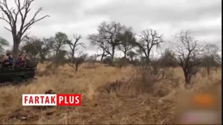 جدال دیدنی شکارچیان آفریقایی مقابل توریست‌ها