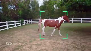 گیمبال اسمو پاکت دی جی ای/dji osmo pocket gimbal/اجاره دوربینهای پیشرفته عکاسی و فیلمبرداری