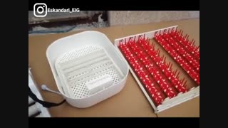 مقایسه انواع شانه های مخصوص جوجه کشی