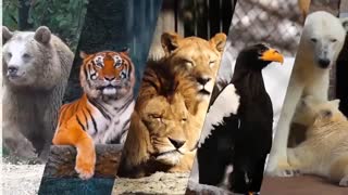 سریعترین موجوداتی که در این سیاره زندگی می کنند