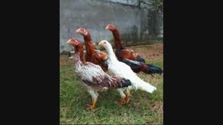 تخم نطفه دار لاری اسیا طیور