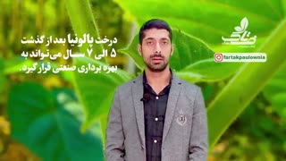 پالونیا چیست؟