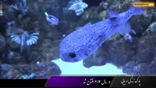 پارک زندگی دریایی در جنوب شهر شیرها در سنگاپور - بوکینگ پرشیا