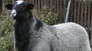 معرفی گوسفند رمانوف