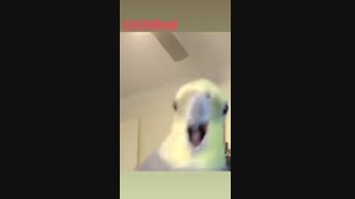 یه چیزی از طوطی یاد بگیریم صداگذاری طنز یعقوب