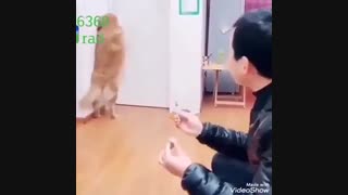 قیافه سگ خیلی باحاله وقتی آمپول میزنه