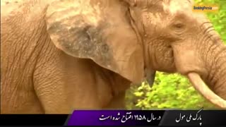پارک ملی مول در غنا، محل زندگی جانوران کمیاب - بوکینگ پرشیا
