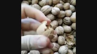 نهال گردو پیوندی- قیمت درخت گردو - نهالستان پارس