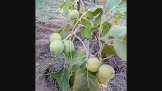 نهال گردو خوشه ای - درخت گردو خوشه- نهالستان پارس