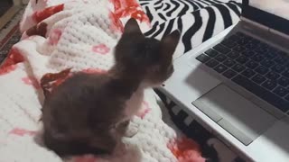 تام، این بار در حال نماشای اوگی