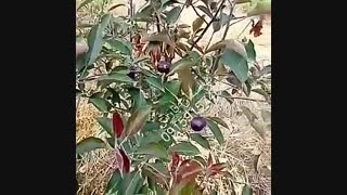 سیب توسرخ، درخت سیب توسرخ، نهالستان پارس