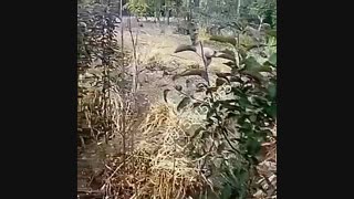 قیمت درخت سیب توسرخ- نهال سیب توسرخ- نهالستان پارس