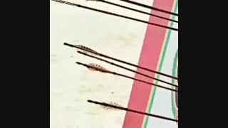 دی او ورژن جومونگ