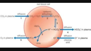 دی اکسید کربن در هموگلوبین-1