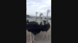 فروش شتر مرغ مولد09121986651