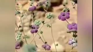 معرفی گیاه دن یا لعل کوهستان