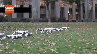 تفریح رباتیک دانشجویان دانشکده مکانیک ام آی تی MIT