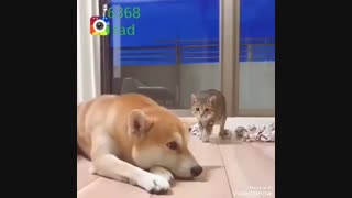 گربه جن زده جدید