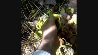 خرید درخت گردو در مشهد-نهالستان پارس مهندس زردادی-09152157465