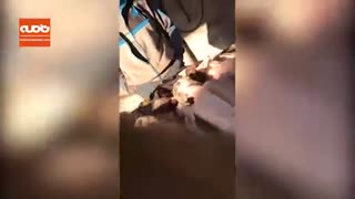 از سرگیری کشتار غازهای مهاجر!