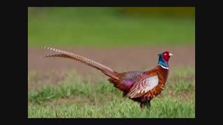 تخم نطفه دار قرقاول بلژیکی به قیمت خیلی پایین