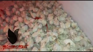 فروش جوجه یک روزه مرغ و بوقلمون 09129597807