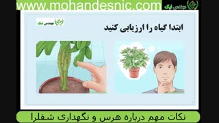 7 نکته طلایی درباره هرس و نگهداری شفلرا