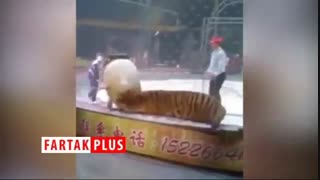 حمله وحشتناک ببر به اسب در سیرک