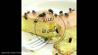 دلایل وجود مگس در خانه