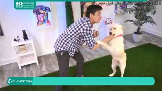 آموزش 5 ترفند به سگ در 5 دقیقه