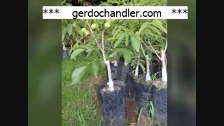 فروش انواع نهال گردو | 09141832393