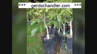 بهترین ارقام نهال گردوی خوشه ای | 09141832393