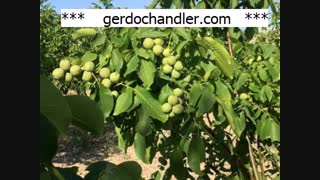 مرغوب ترین نهال گردو فرنور در کشور | 09141832393