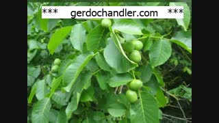 نهال گردو فرنور مقاوم در برابر سرما | 09141832393